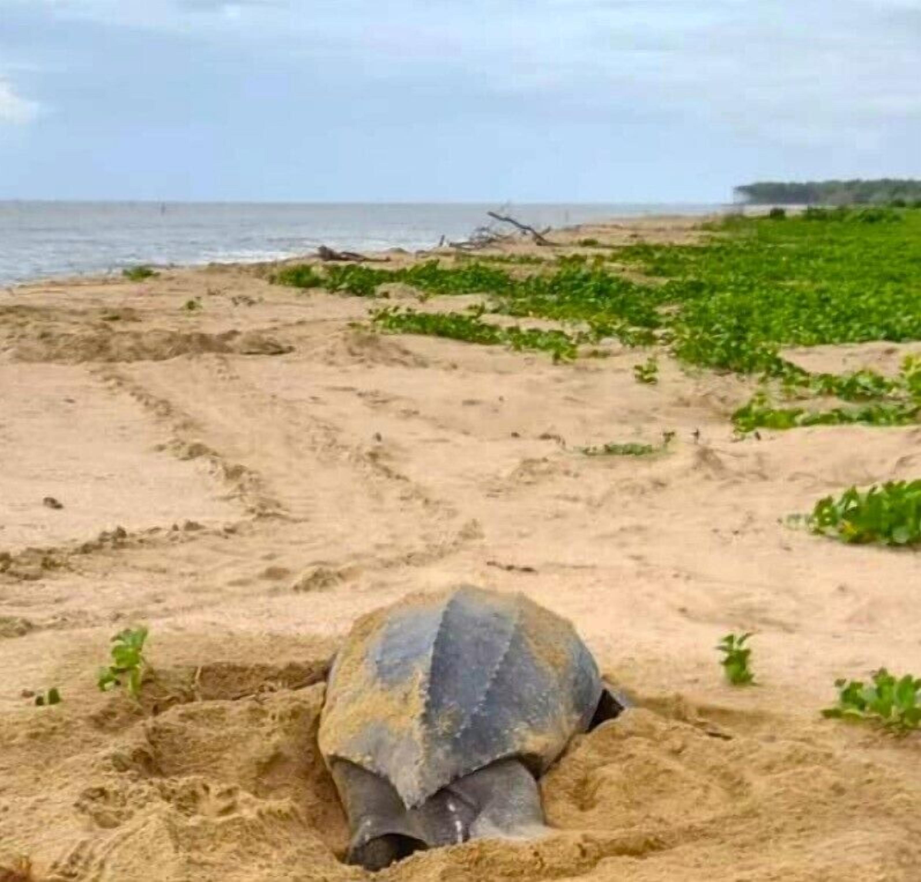 Foto - Greenheart Boutique Hotel