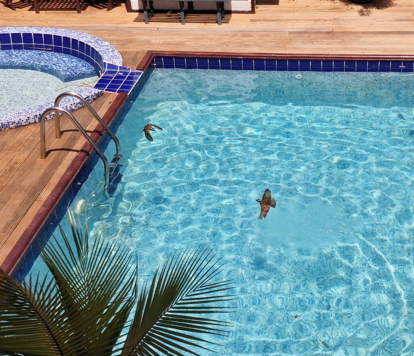 Una piscina azul cristalina con cubierta de madera y borde de baldosas.