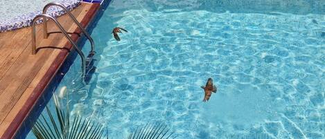 Una piscina azul cristalina con cubierta de madera y borde de baldosas.