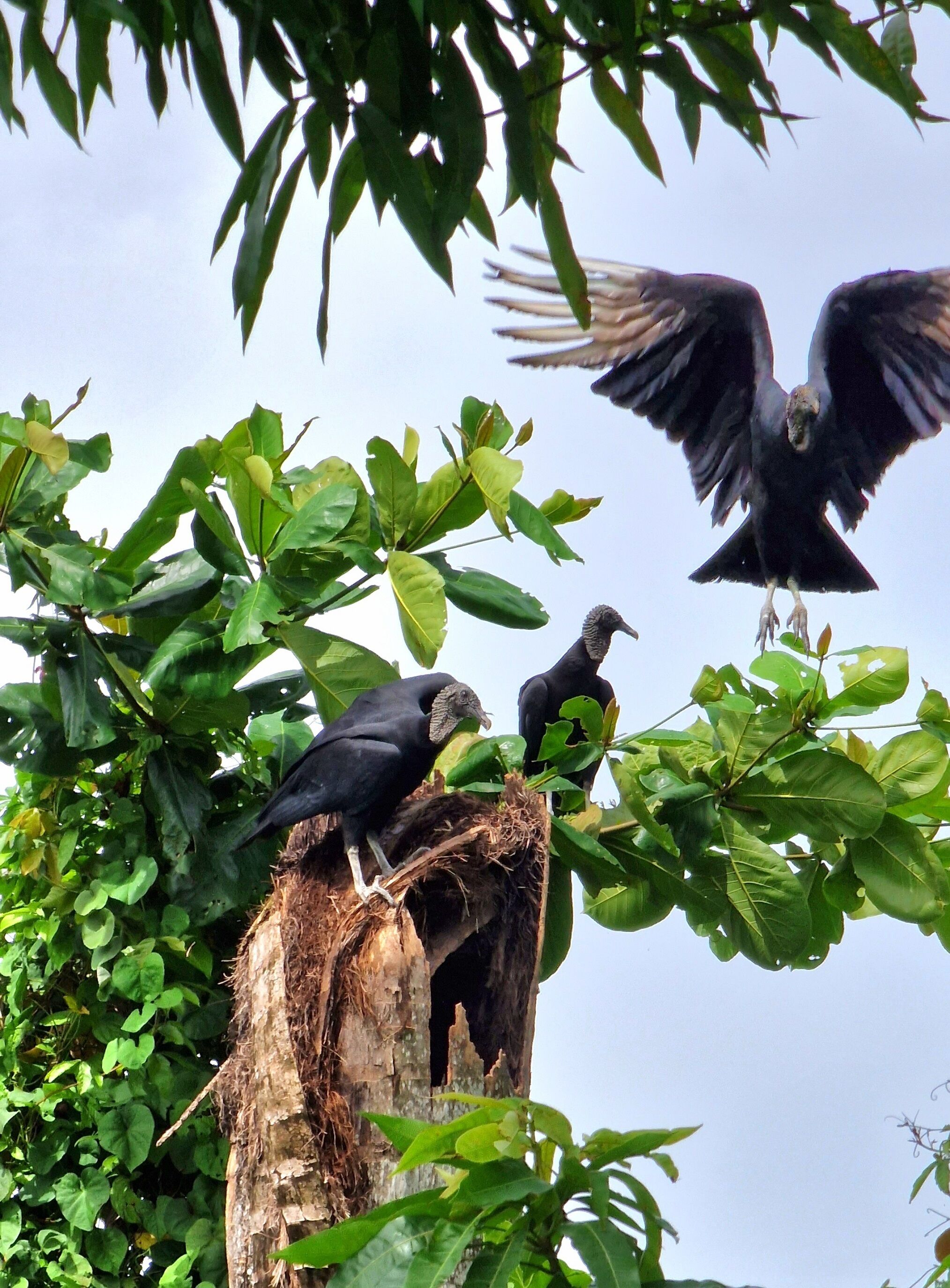 Foto - Greenheart Boutique Hotel