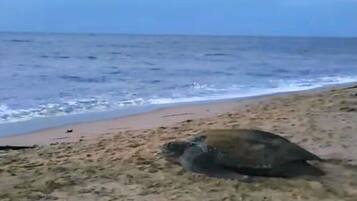Praia