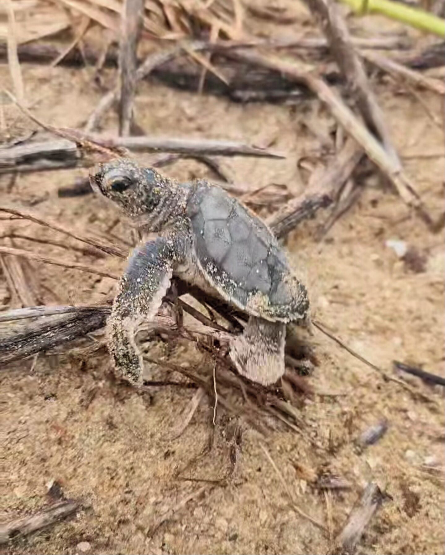 Foto - Greenheart Boutique Hotel