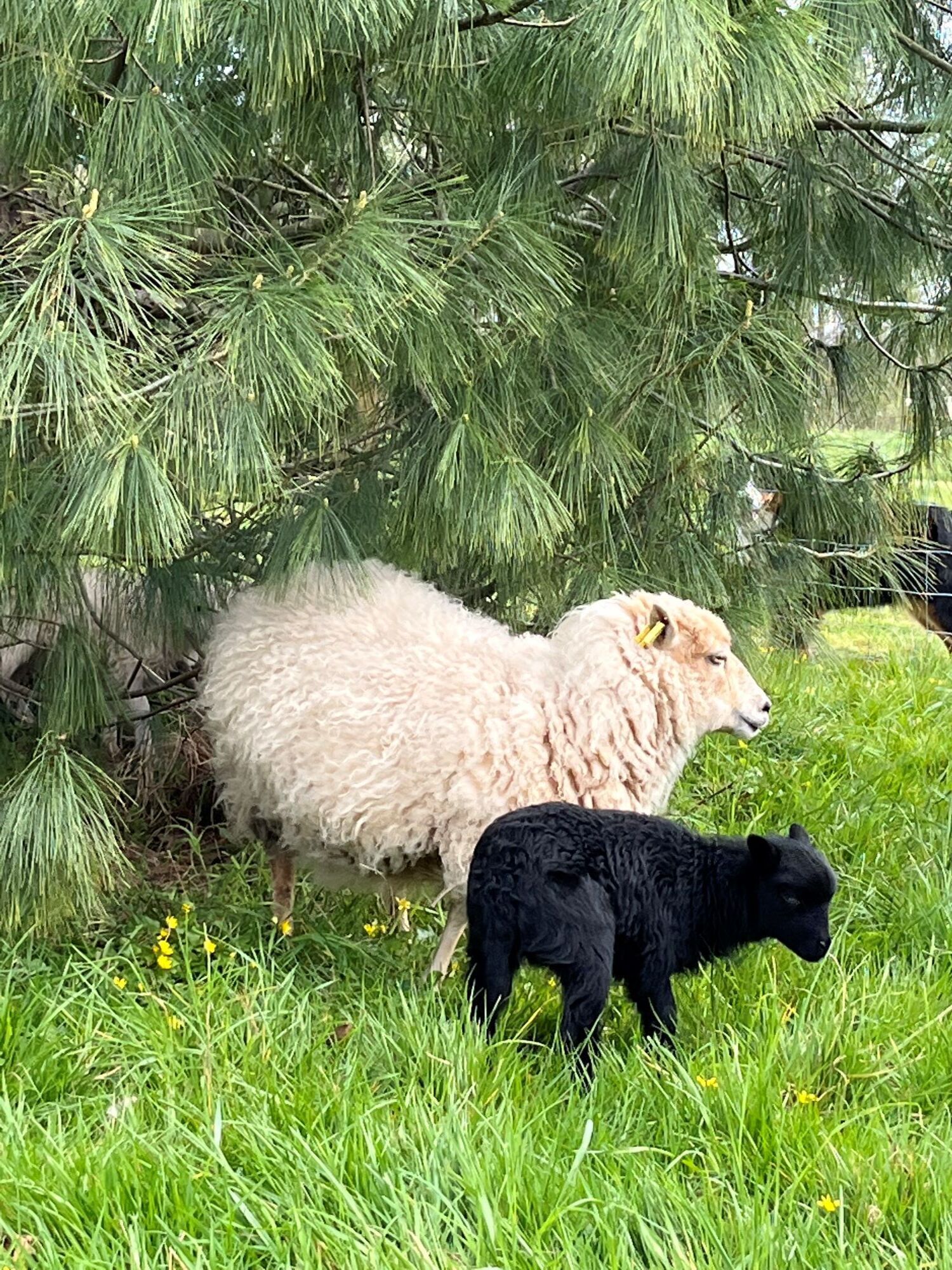 Un mouton et un agneau dans une zone herbeuse, avec des pins.