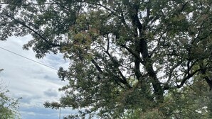 Un espace extérieur clos, délimité par une clôture, avec un portail en bois, un arbre et un champ d’herbe.
