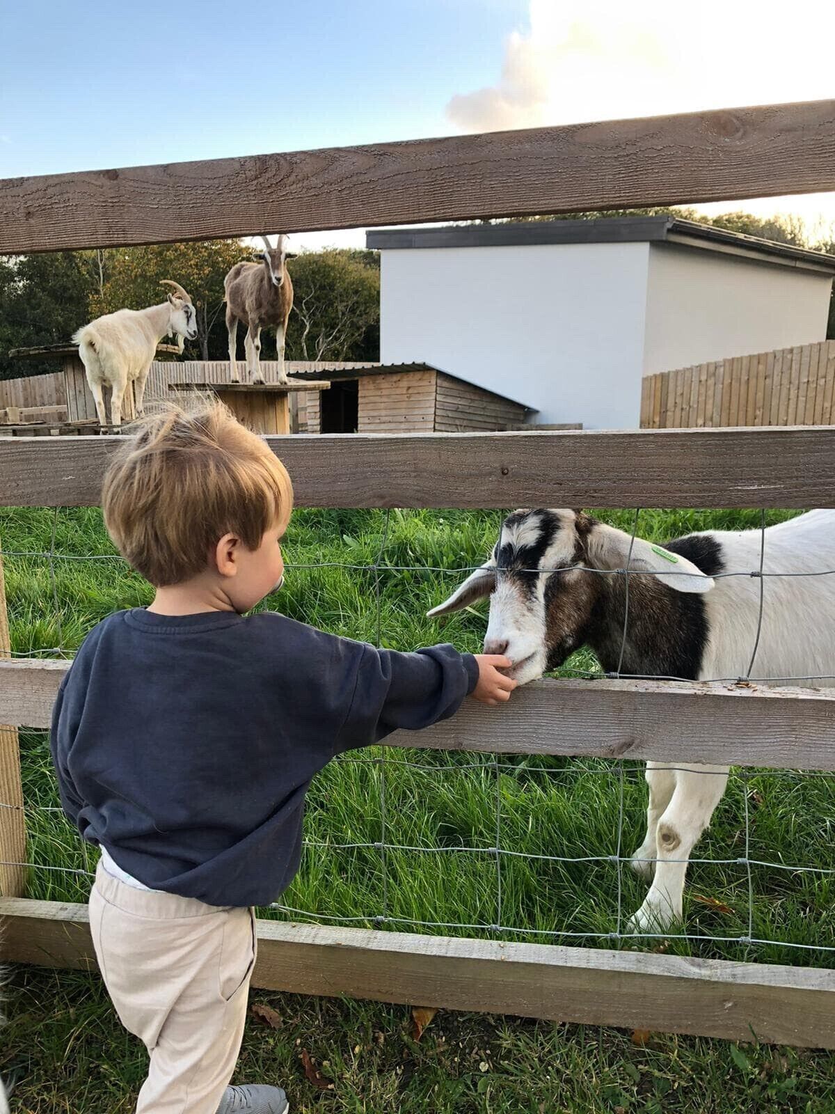A child interacting with a goat behind a wooden fence.