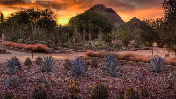 Um jardim no deserto com diversos cactos e suculentas, um caminho pavimentado e uma grande formação rochosa ao fundo.