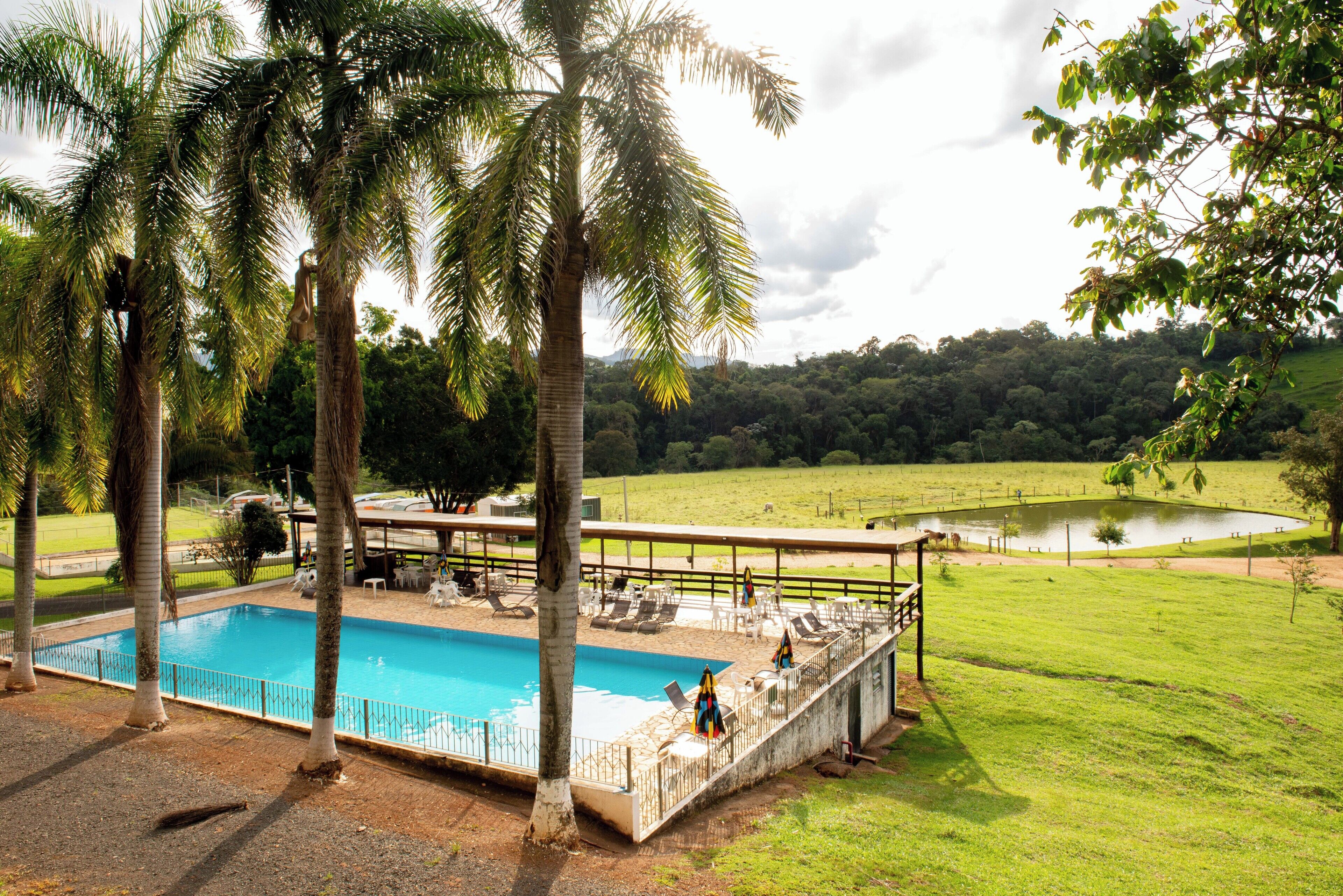 A swimming pool with a deck area, surrounded by palm trees and a grassy field.