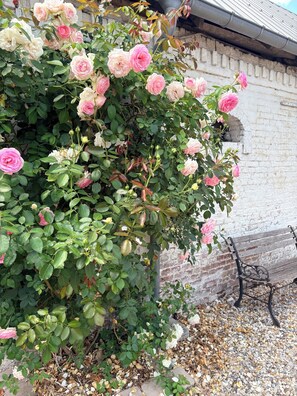 A rose bush with pink flowers in front of a brick wall.