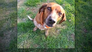 A dog in a grassy outdoor area with a building in the background. - Whee House (Cullowhee)