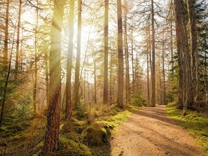 Ein Waldweg mit hoch aufragenden Bäumen und Licht, das durch das Blätterdach fällt.