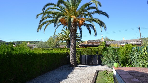 A palm tree in a garden with a gravel path, a black gate, and a house with a tiled roof in the background. - Las Palmeras 5 - L'Estartit, Torre Gran (Estartit (L´))