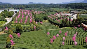 A panoramic view of a tea plantation with terraced fields and a traditional building in the background.