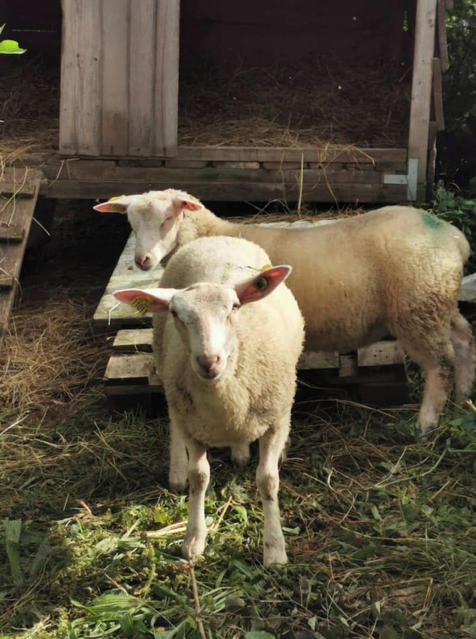 Twee schapen staan op een houten platform met stro rondom.