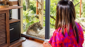 Un leopardo descansando sobre una plataforma de madera dentro de una habitación con un recinto de vidrio, un mueble de madera y una persona con una camisa roja estampada.