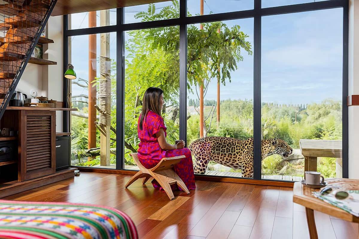 A woman sitting by a large window overlooking a leopard.