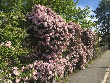 Jardín