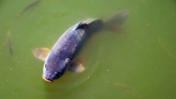 Pesca