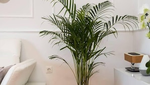 A living room with a white sofa, a potted plant, and a small table with a decorative item. - Apartment Parentium - Stay in the Heart of Porec (Porec)