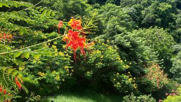 Ăreas de la propiedad