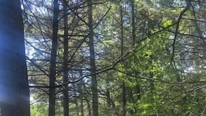 A forested area with a dirt path leading through tall trees. - StarryPinesCottage w Cedar Sauna Steps to Trails (Catskill)