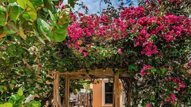 A garden pathway leading to a wooden pergola with pink bougainvillea flowers.
