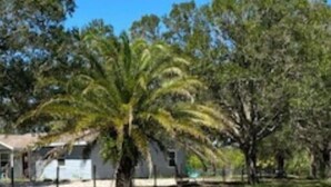 Un espacio verde con una palmera y un edificio al fondo.