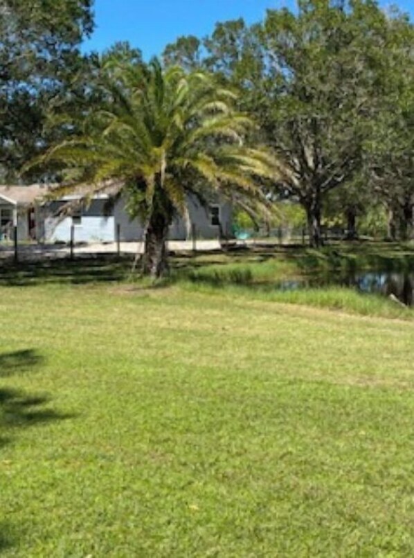 A grassy area with a palm tree and a building in the background.