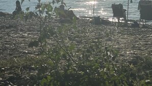 A beach with umbrellas and chairs, a person sitting, and mountains in the background.