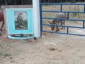 Property grounds - Quiet Cabin in San Gabriel Mixtepec (San Gabriel mixtepec)