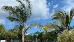A tropical garden with palm trees and a building with a red door. - Lovely 2 Bedroom with a Pool (Jupiter)