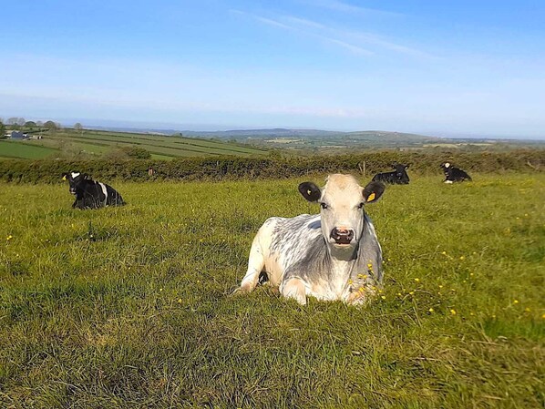A grassy field with cows. - Gloriously rural, Y Felin is a fantastic luxury barn conversion in Pembrokeshire (Ambleston)