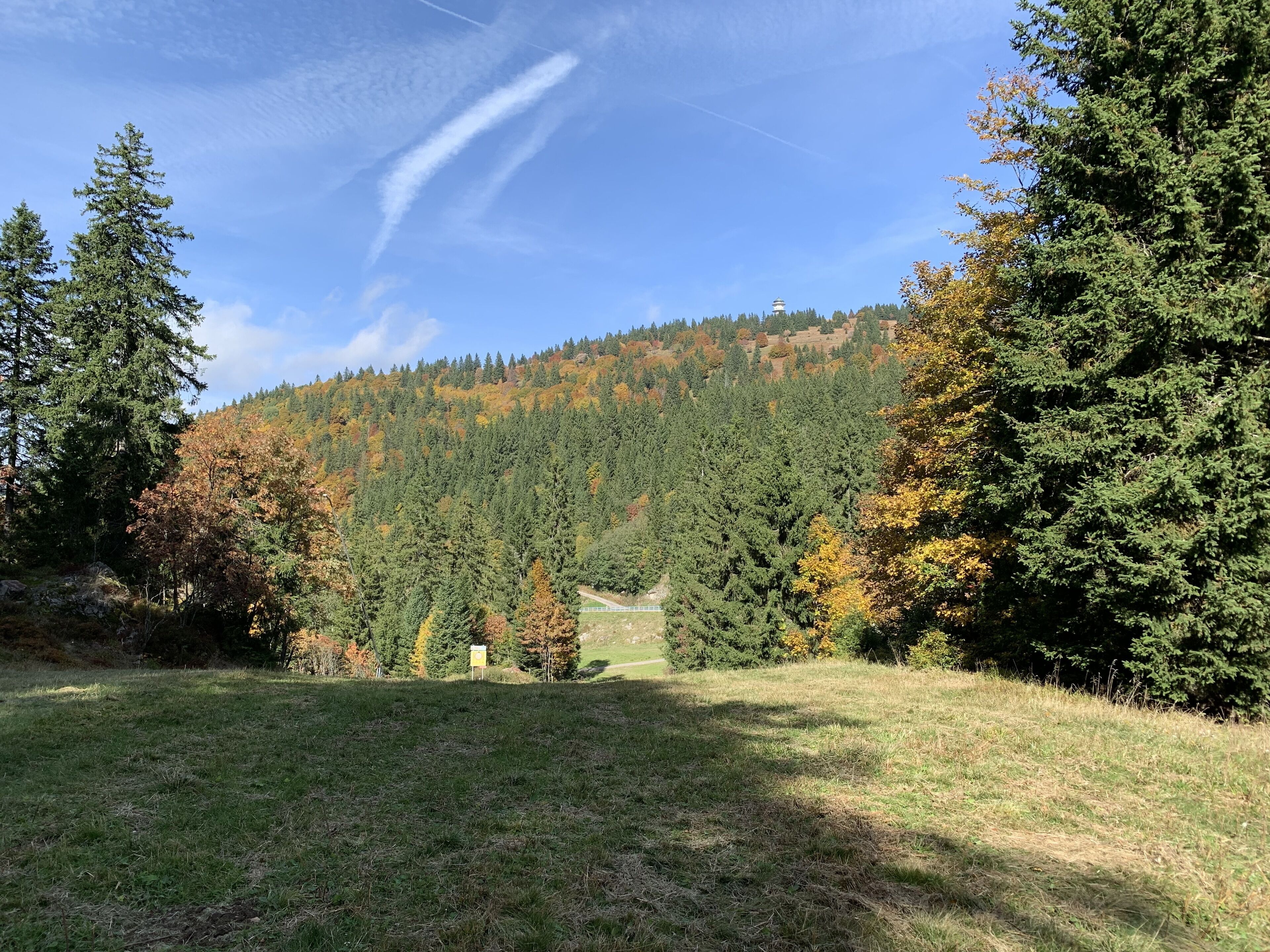 Un champ herbeux, avec des arbres et une montagne en arrière-plan.