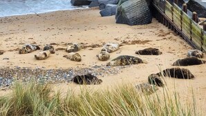 Une plage où plusieurs otaries se reposent sur le sable, près de rochers et d’une clôture en bois.