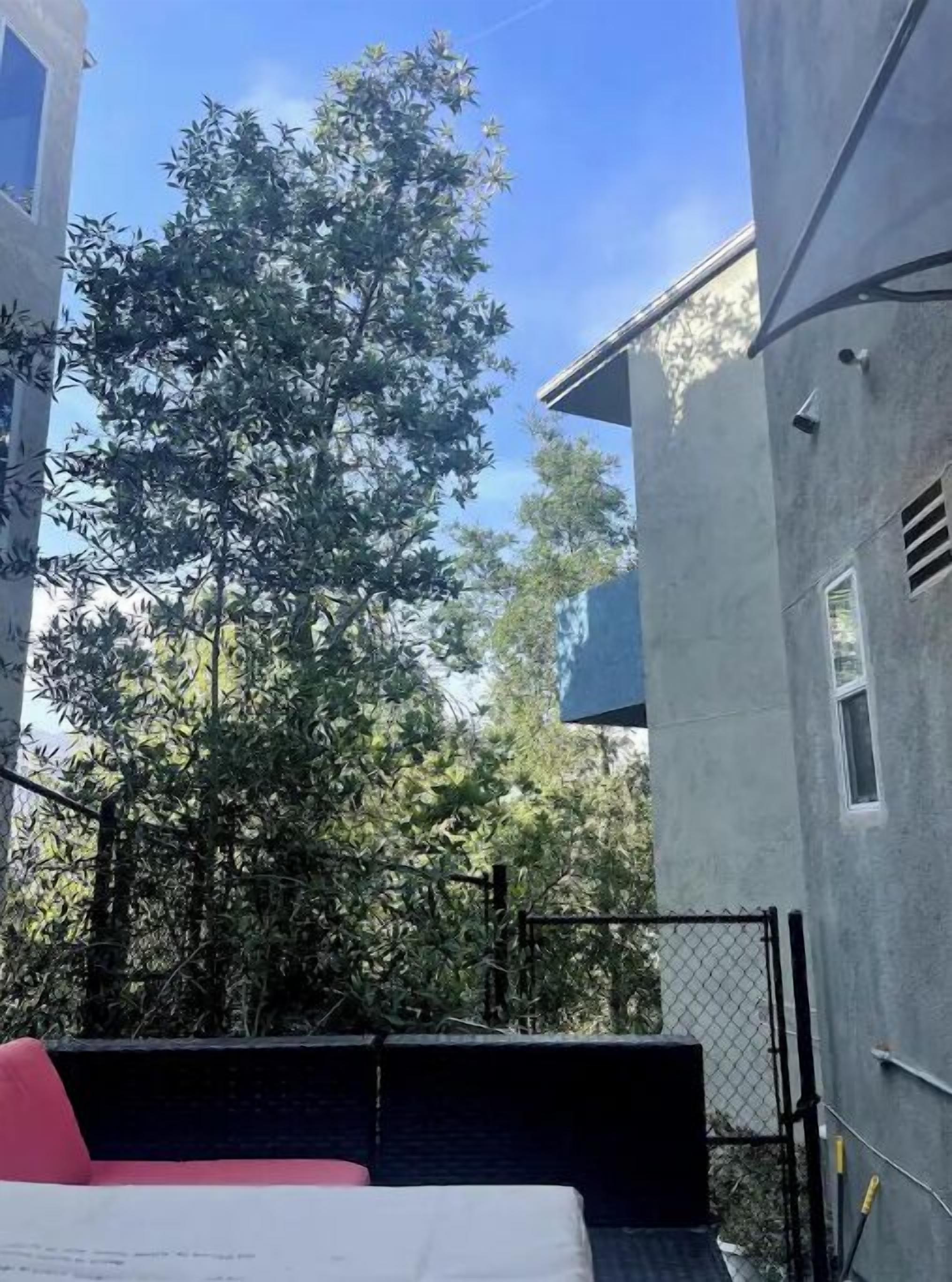A narrow outdoor corridor with a chain-link fence, a bed with a red pillow, and a tall tree providing shade.