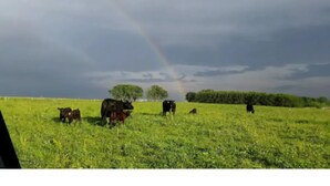 A grassy field with cows and a rainbow in the sky. - Valley Cabin (Spring Valley)