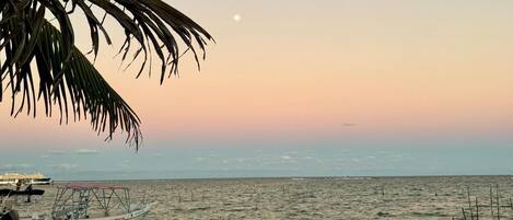 A calm sea with a boat and a palm tree.