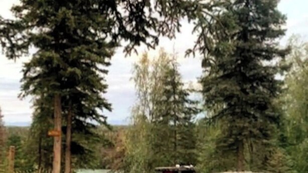 Un chalet rustique entouré de grands arbres à feuilles persistantes.