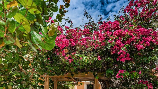 En trädgårdsgång som leder fram till en pergola av trä, där rosa bougainvilleablommor klättrar.