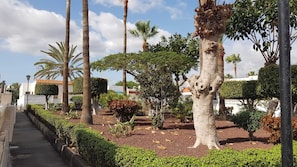 A landscaped garden with palm trees, a variety of shrubs, and a paved walkway.