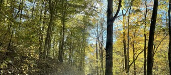 Little Off Grid Cabin! Close to Downtown Leipers Fork!