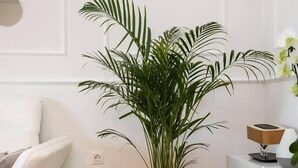 Een moderne woonkamer met een witte bank, een potpalm en een klein bijzettafeltje met een lamp en decoratieve objecten.
