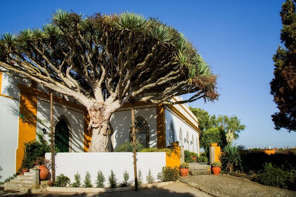 Stunning tree stands proudly in front of a beautifully designed building with arched windows and a central entrance.