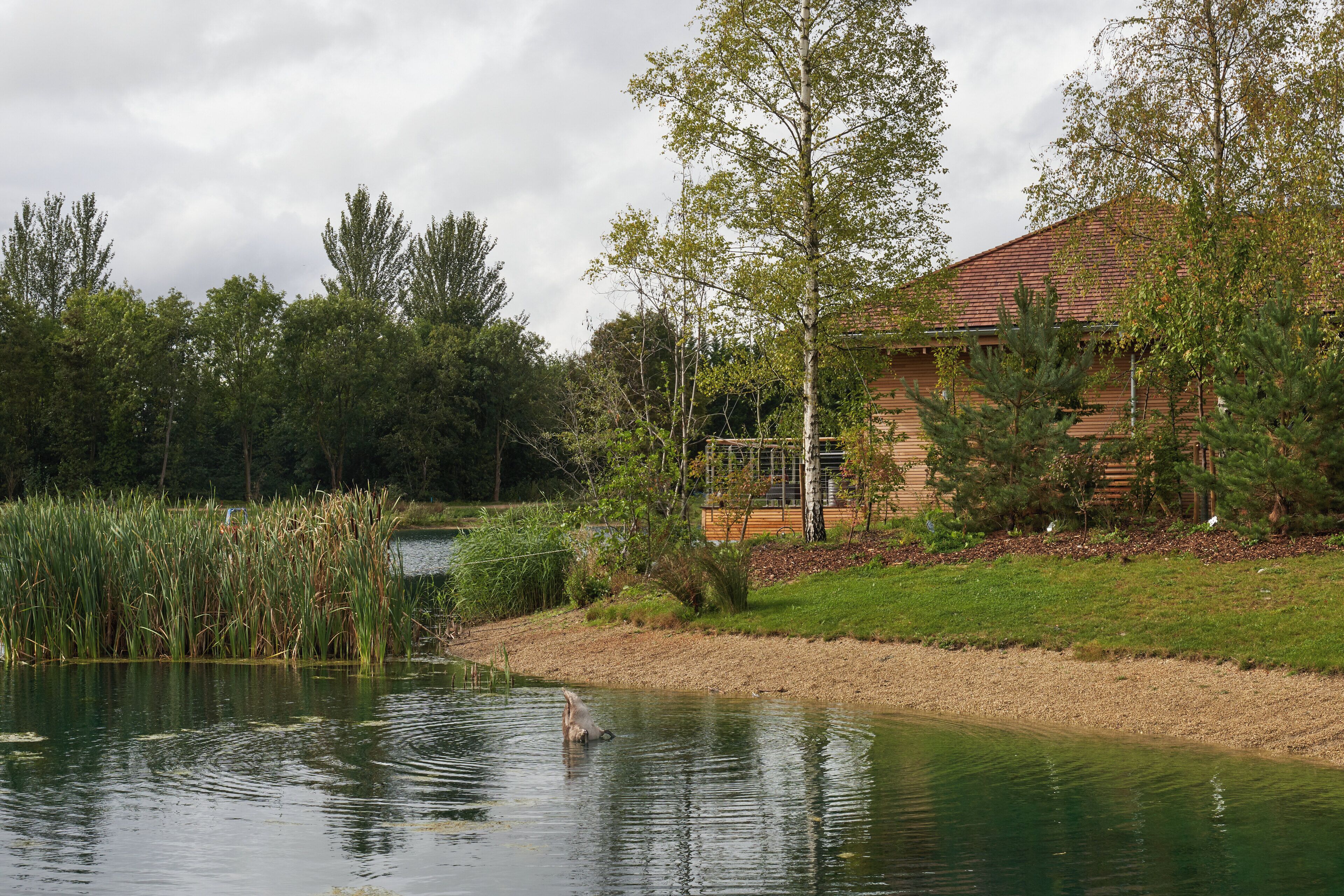 A serene lakeside setting with a wooden cabin, surrounded by lush greenery and tall trees.