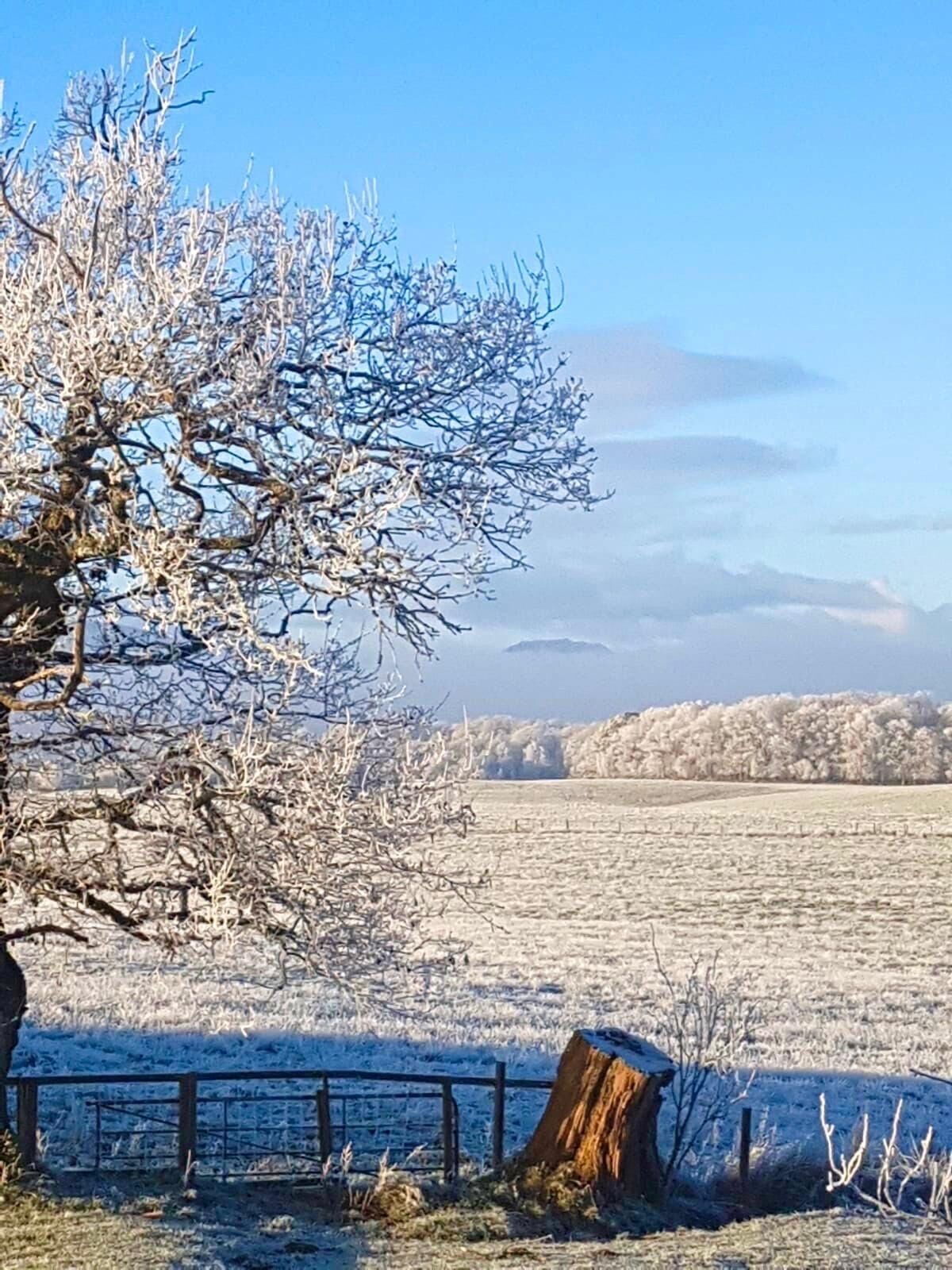 A frosty landscape with a tree in the foreground and a fence in the background.