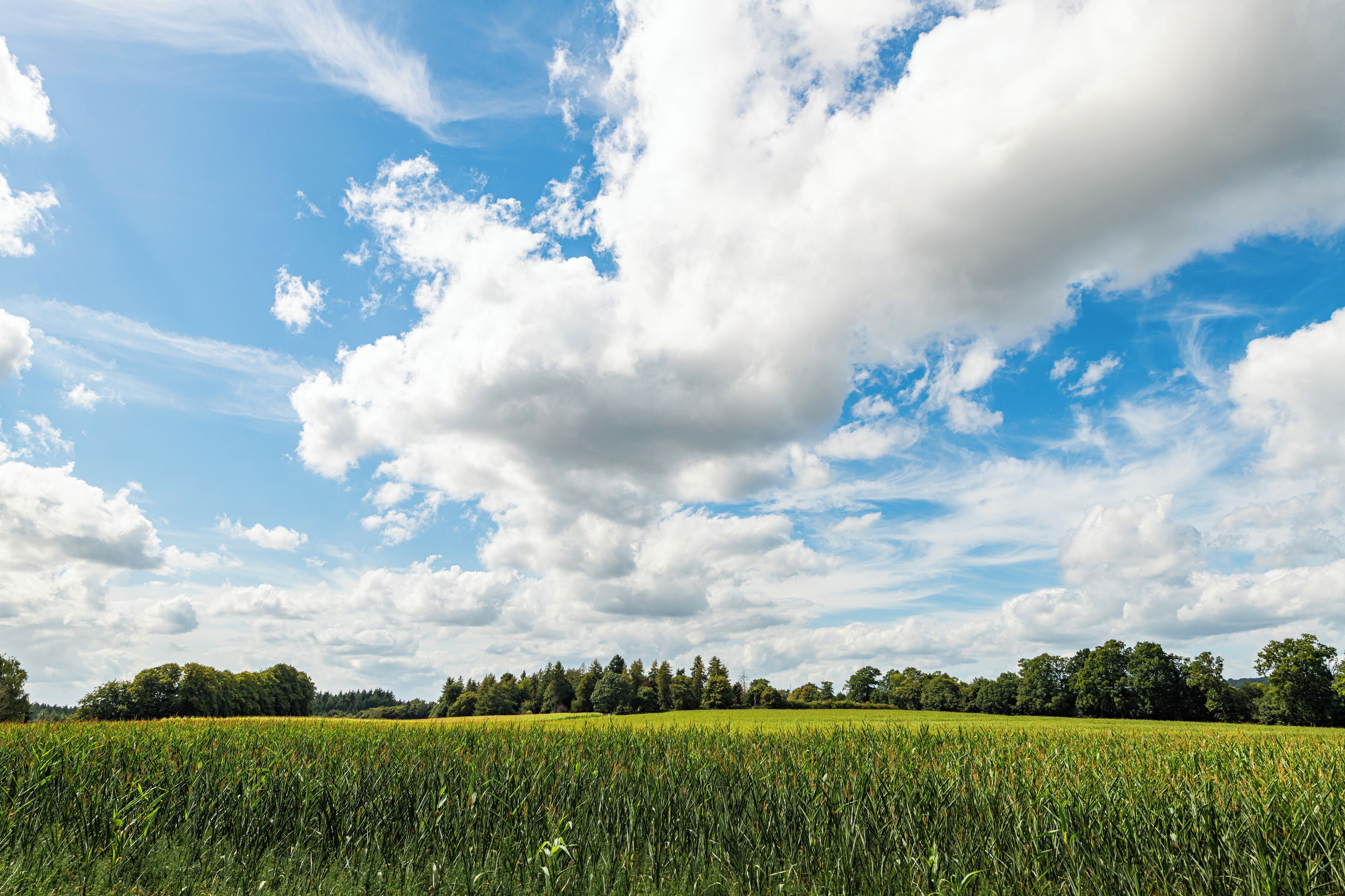 A field of crops under a partly cloudy sky.