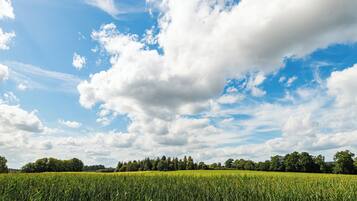 A field of crops under a partly cloudy sky.
