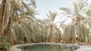 Una piscina rodeada de palmeras.