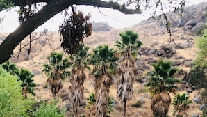 Basic Cabin | WiFi (surcharge) - Rancho San Carlos Aguas Termales (Ensenada)