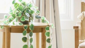 Una silla de madera con asiento tejido y una mesita con una planta en maceta.