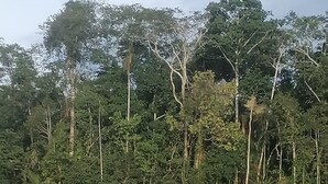 Une rive de rivière bordée d’une végétation luxuriante et d’arbres.